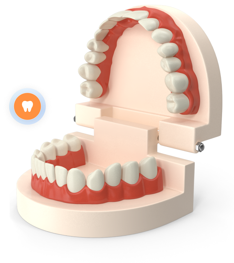 teeth model